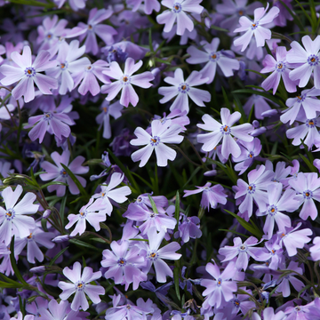 Phlox Subulata Spring Bleu -   Phlox Subulata Spring Blue