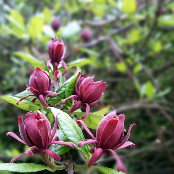 Calycanthus floridus