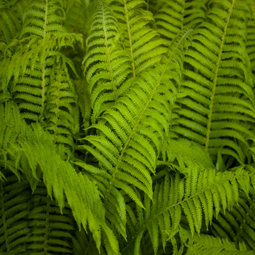 Fausse fougère mâle 'Pinderi' - Dryopteris affinis 'Pinderi'