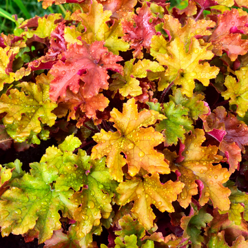 Heuchère 'Marmalade' -  Heuchera 'Marmalade'