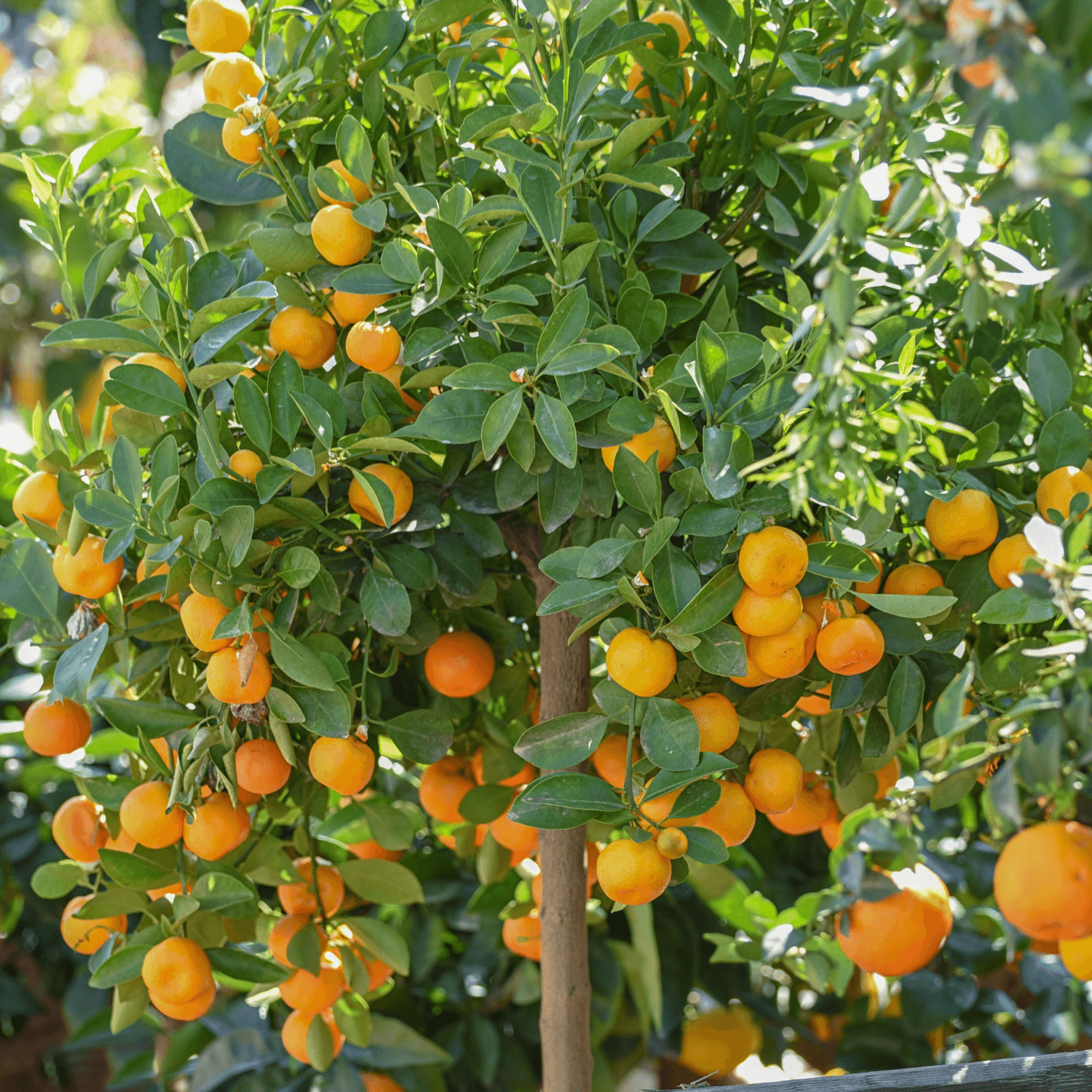 Oranger d'appartement - Calamondin Citrus mitis - FLEURANDIE