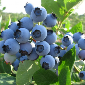Myrtille d'Amérique 'Spartan' - Vaccinium corymbosum 'Spartan'