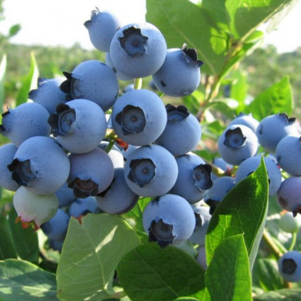 Myrtille d'Amérique 'Spartan'