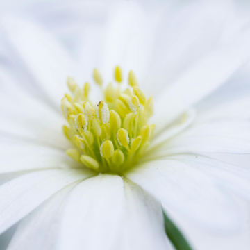 Anémone de Grèce 'White Splendour' - Anemone blanda 'White Splendour'
