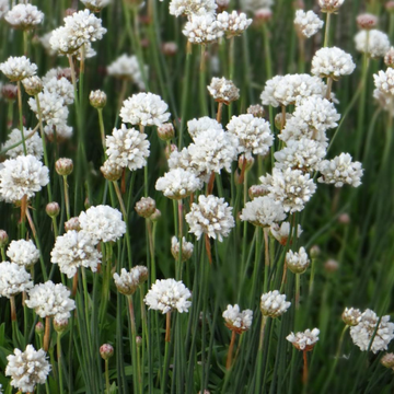 Gazon d'Espagne 'Ballerina Blanc '- Armeria pseudarmeria 'Ballerina White'