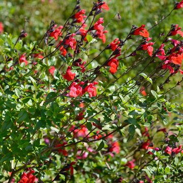 Sauge à petites feuilles 'Royal Bumble' - Salvia microphylla 'Royal Bumble'