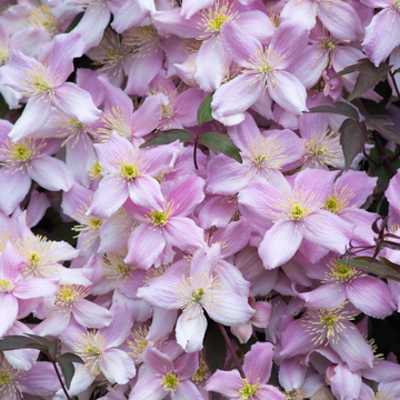 Clématite 'New Dawn' - Clematis montana 'New Dawn'