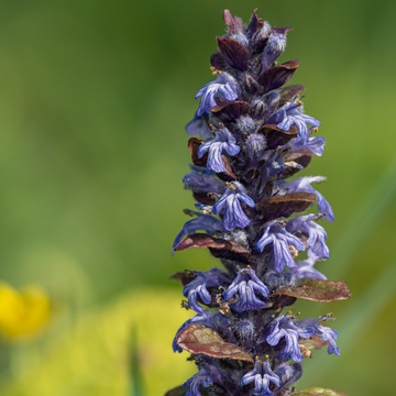 Bugle rampant 'Black Scallop' - Ajuga reptans 'Black Scallop'