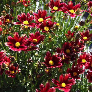 Coreopsis 'little bang red elf' - Coreopsis x hybrida 'little bang red elf'
