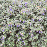 Germandrée arbustive - Teucrium fruticans
