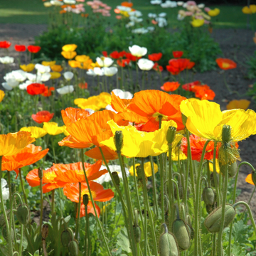 Papaver Nud. 'Gartenzwerg'