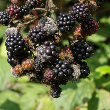 Mûrier 'Loch Ness' - Rubus fruticosus 'Loch Ness'