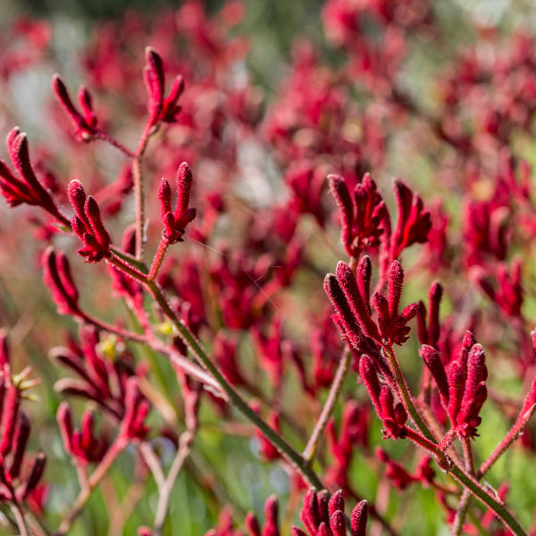 Anigozanthus Hybride Downunder Dreams