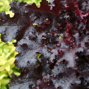 Heuchère 'Black Beauty - ' Heuchera 'Black Beauty'