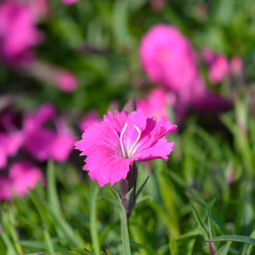 Oeillet Kakori Rose - Dianthus Kahori Pink