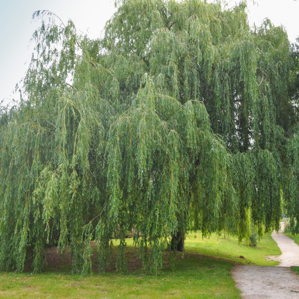 Saule pleureur doré - Salix babylonica 'Aurea'