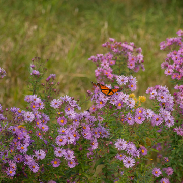 Aster des Alpes 'Happy End' - Aster alpinus 'Happy End'