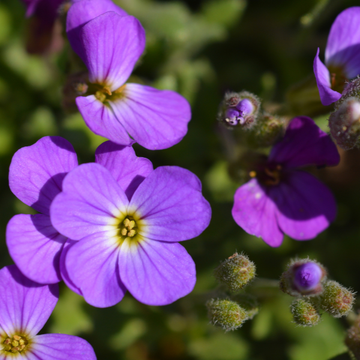 Aubriète 'Dr Mules Variegated' - Aubrieta 'Dr Mules Variegated'