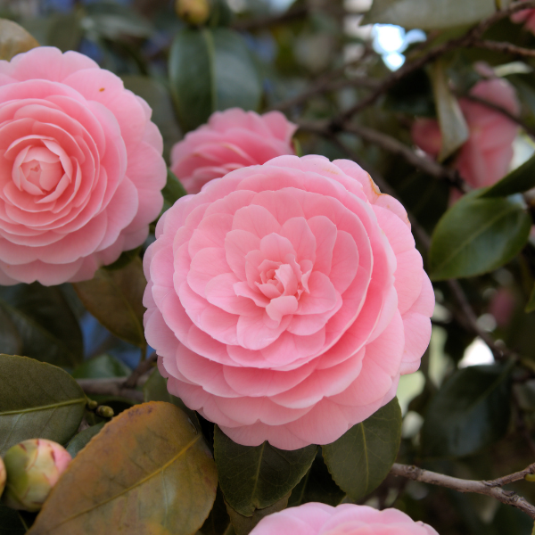 Camellia japonica 'Pearl Maxwell'
