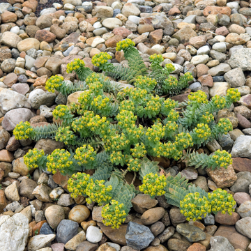 Euphorbe de Corse - Euphorbia myrsinites