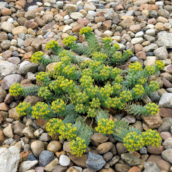 Euphorbe de Corse - Euphorbia myrsinites