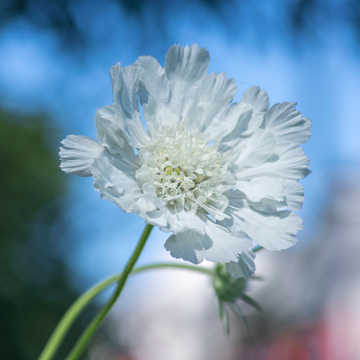 Scabieuse du Caucase 'Alba' - Scabiosa caucasica 'Alba'