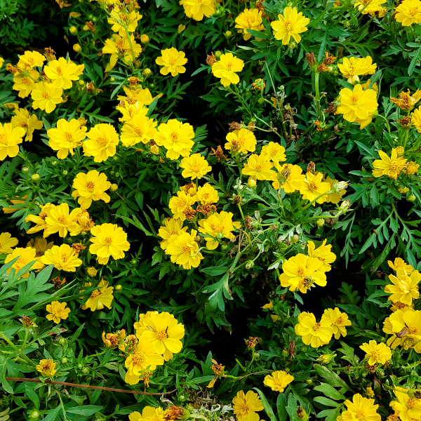 Potentille arbustive 'Goldfinger' - Potentilla fruticosa 'Goldfinger'