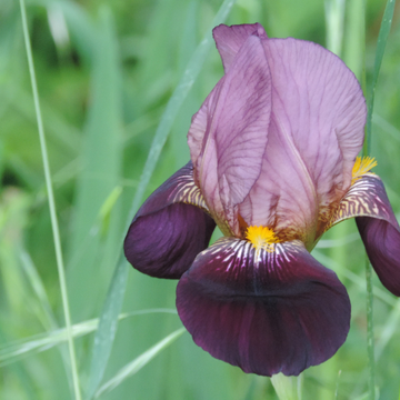 Iris des jardins 'Indian chief'- Iris germanica 'Indian chief'