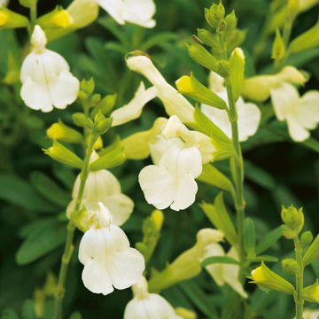 Sauge arbustive 'Suncrest 'Lemon Light'' - Salvia jamensis 'Suncrest 'Lemon Light''