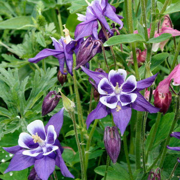 Ancolie Spring Magic Blue And White