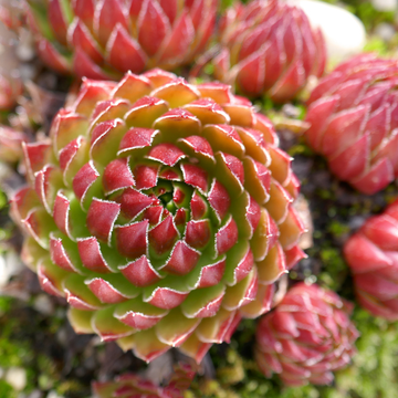 Joubarbe toile d'araignée 'Rubin' - Sempervivum arachnoideum 'Rubin'