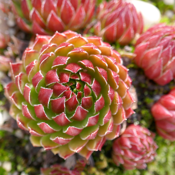 Joubarbe toile d'araignée 'Rubin' - Sempervivum arachnoideum 'Rubin'