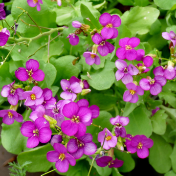 Arabette du Caucase 'Rosea' - Arabis caucasica 'Rosea'