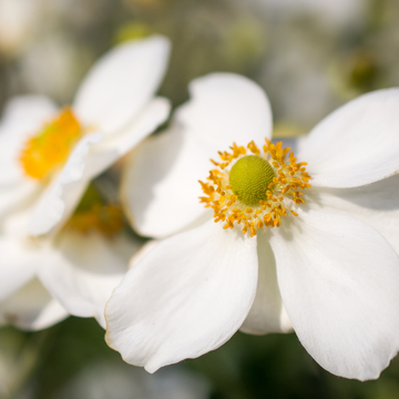Anémone du Japon 'Whirlwind' - Anemone hybrida 'Whirlwind'