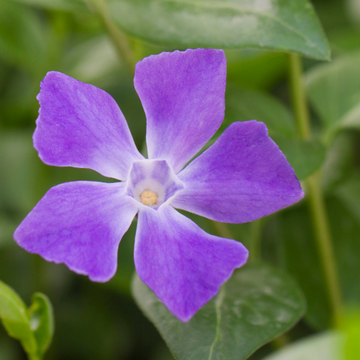 Pervenche Bleue à petites feuilles - Vinca Minor Blue