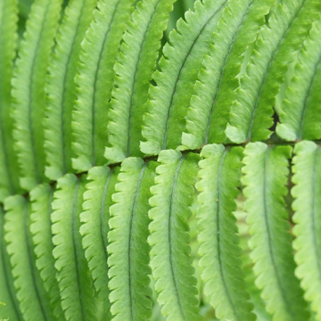 Dryopteris atrata - Dryopteris atrata
