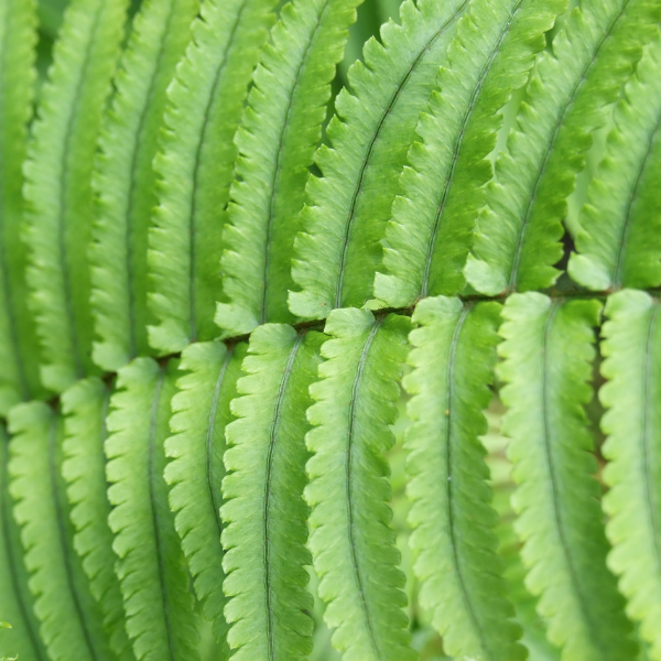 Dryopteris atrata - Dryopteris atrata