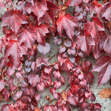 Vigne vierge japonaise 'Veitchii' - Parthenocissus tricuspidata 'Veitchii'