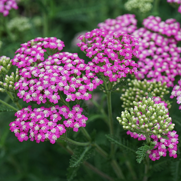 Achillée Millefeuille 'Cassis' - Achillea Millefolium 'Cassis'