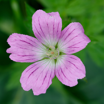Géranium vivace d'Endress - Geranium endressii