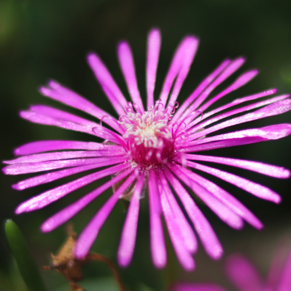 Mesembryanthemum