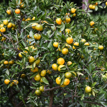 Mandarinier Satsuma