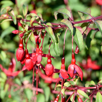 Fuchsia de Magellan 'Riccartonii' - Fuchsia magellanica 'Riccartonii'