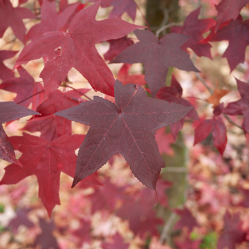 Copalme d'Amérique 'Worplesdon' - Liquidambar styraciflua 'Worplesdon'