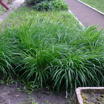 Laîche d'Oshima 'Evergreen' - Carex oshimensis 'Evergreen'