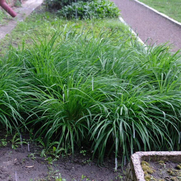 Laîche d'Oshima 'Evergreen' - Carex oshimensis 'Evergreen'