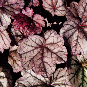 Heuchère 'Plum Pudding' -  Heuchera 'Plum Pudding'
