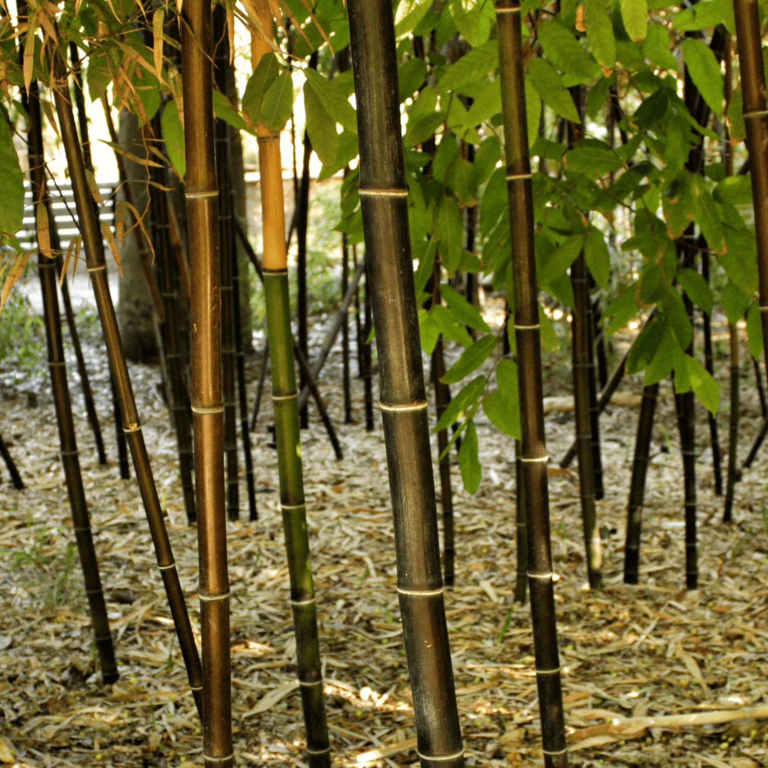 Bambou à cannes noires - Phyllostachys nigra - FLEURANDIE