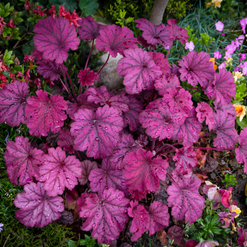 Heuchère 'Pink Panther' - Heuchera 'Pink Panther'