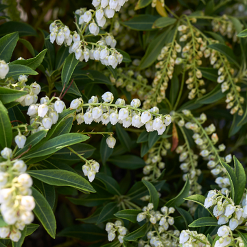 Andromède du Japon 'Debutante' - Pieris japonica 'Debutante'